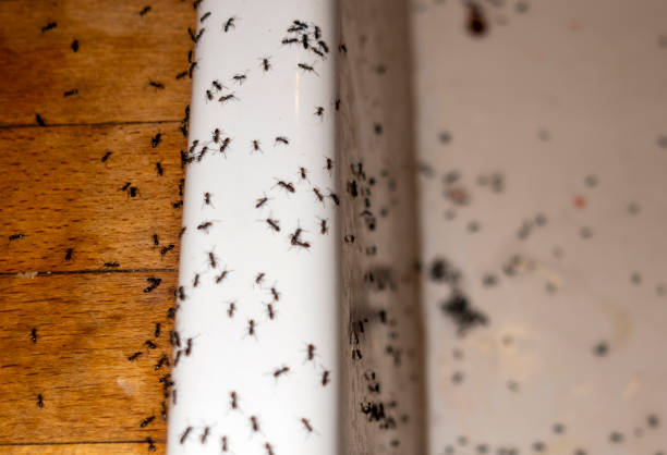 Best Ant Control Services  in Daniels, WV